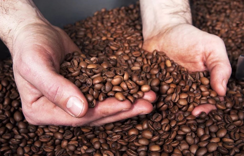 Deux mains plongées dans une grande quantité de grains de café.