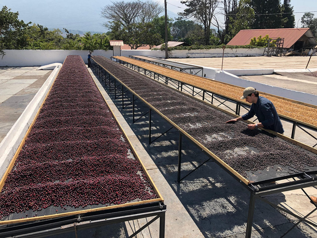 Séchage des cerises de café