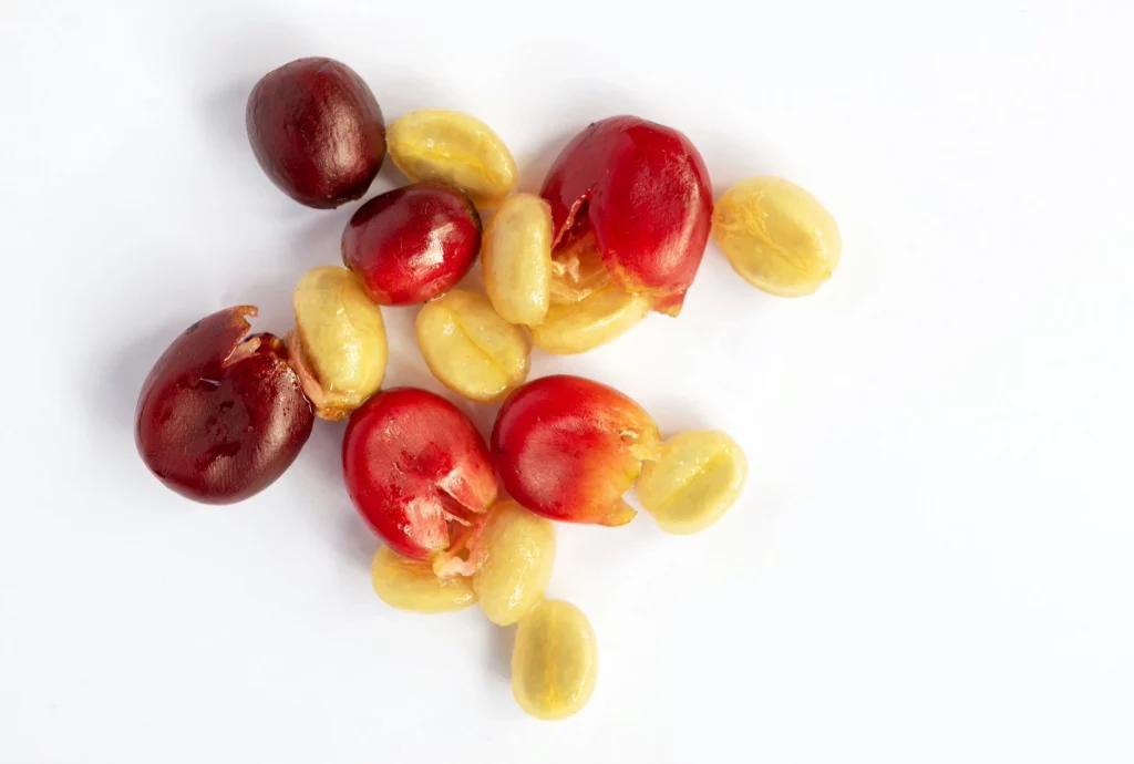 Des cerises de café qui délivrent les graines de café. 