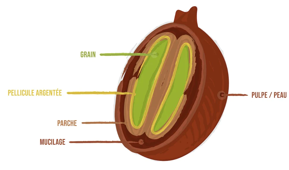 Anatomie d'une cerise de café.