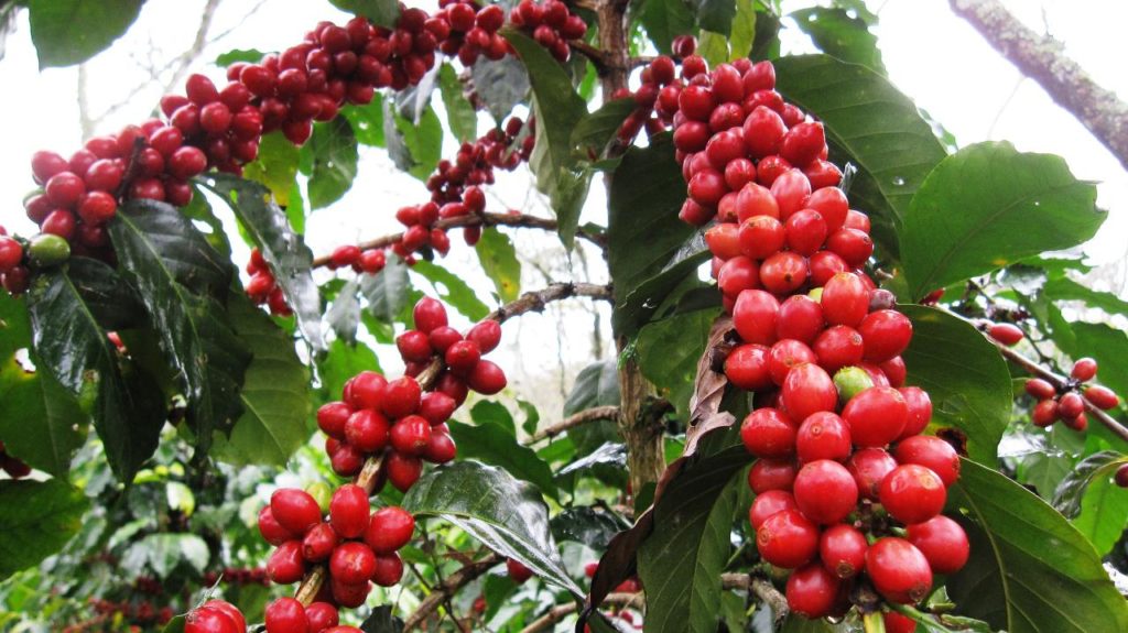 Exemple d'un caféier, la plante du café