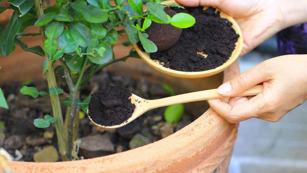 Une personne disperse légèrement du marc de café dans le pot d'une plante