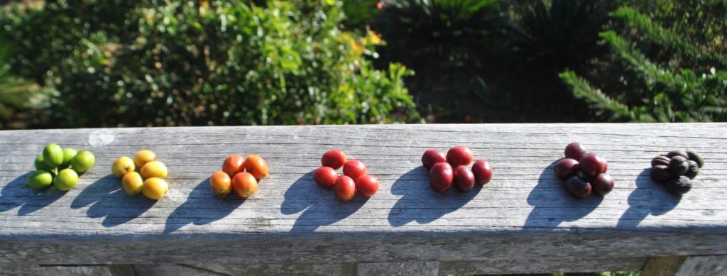 Différentes couleurs de cerises de café.