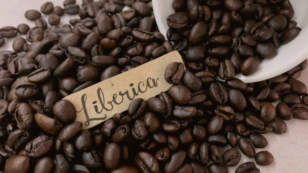 Grain de café Liberica