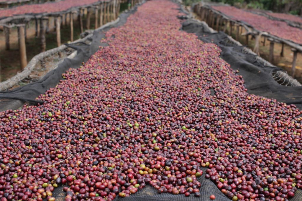 Enormément de cerises de café à trier.