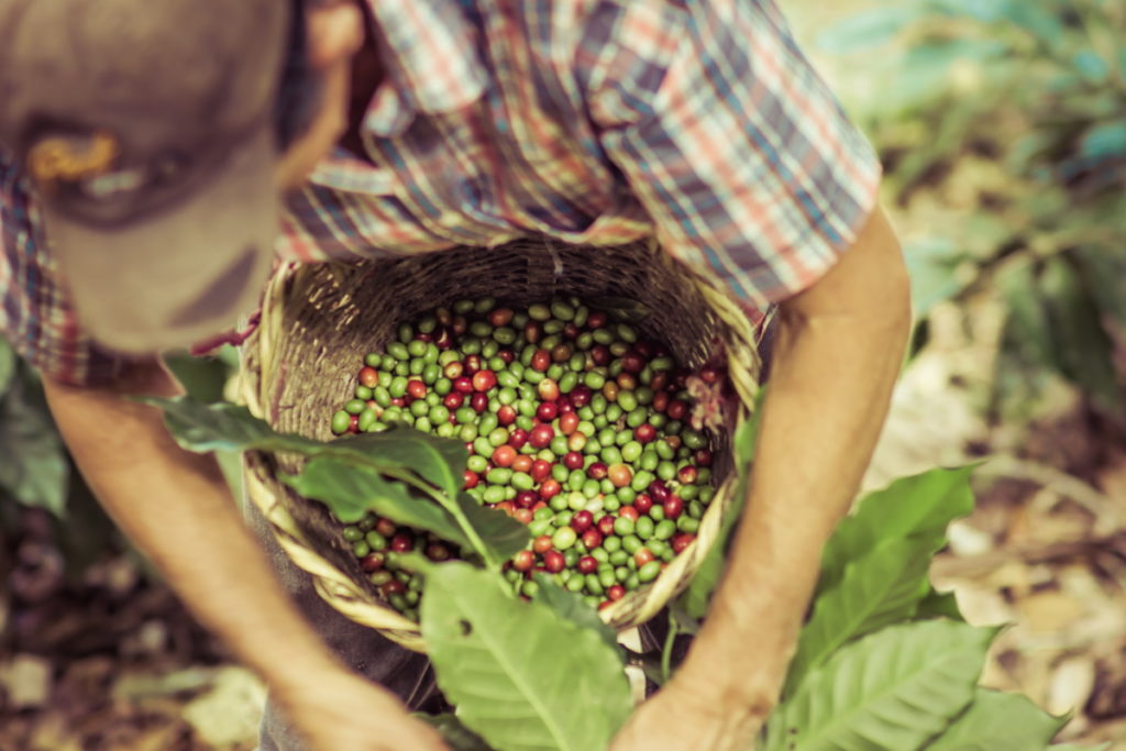 Cueillage des cerises de café vert et rouge