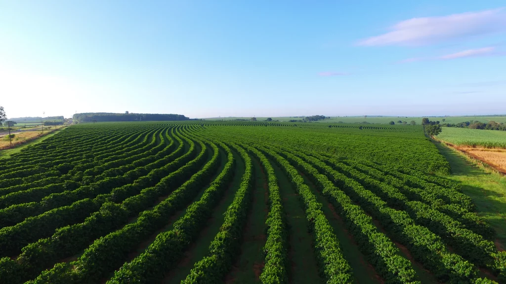 Des champs de café à vue infini